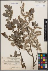 Foto von Salix cinerea L.